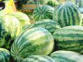 ردا على منع البطيخ - مزارعون &quot;إسرائيليون&quot; يهددون بمنع دخول منتجات فلسطين