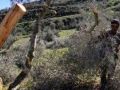 اقتلاع 500 شجرة زيتون في بلدة اسكاكا شرق سلفيت
