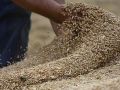 وزارة الاقتصاد تمدد فترة التقدم لعطاء صوامع القمح
