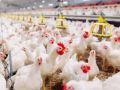تجار يكشفون أسباب ارتفاع أسعار الدجاج اللاحم في السوق الفلسطيني