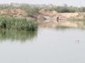 تمساح في أحواض الصرف الصحي شمال غزة يهدد حياة المواطنين