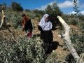 مستوطنون يقطعون 26 شجرة زيتون في قرية قصرة بنابلس