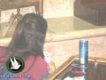 بالصور:لاول مرة بنات رام الله يدخن الارجيلة ويلعبن الشدة في مقهى نسائي لايدخله الرجال