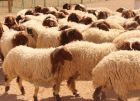 ارتفاع قياسي في أسعار الأضاحي بالخليل