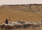 باكستان تؤكد استمرار جهود الوساطة لتحقيق السلام في الشرق الأوسط