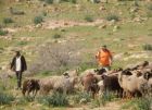 مستوطنون يرعون أغنام في أراضٍ مزروعة بالزيتون بقرية المغير