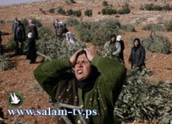 الاحتلال يمنع المزارعين من العمل في اراضيهم غرب سلفيت