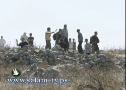 مستوطنون يهاجمون قاطفي الزيتون شرق نابلس ويطلقون النار صوبهم