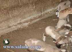 بيت لحم - نعجة لقحت إصطناعيا فوضعت ستة خراف