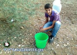 حزب الشعب و تنمية الشباب والإغاثة الزراعية ينظمان يوم تطوعي لقطف الزيتون في نزلة عيسى شمال طولكرم