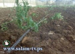 دورة تدريبية حول الزراعة العضوية
