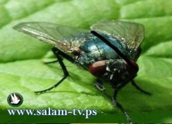 الذباب يلجأ للكحول إذا صدّته أنثاه