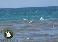 وفاة صياد جراء صعقة مولد كهربائي في غزة