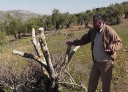  مستوطنون يقطعون عشرات الأشجار بقريوت 