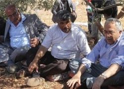 عساف: سنزرع 1000 شجرة مقابل كل شجرة يقتلعها الاحتلال