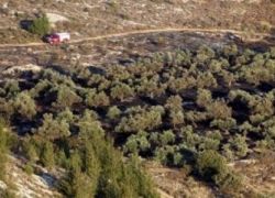 ال مستوطنون يحرقون 400 شجرة زيتون غرب بيت لحم