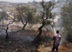 مستوطنون يضرمون النار بأشجار زيتون ومناطق رعوية شرق يطا