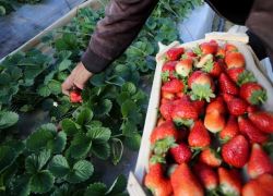 الزراعة: تصدير 3 أطنان فراولة من غـزة لدول خليجية لاول مرة