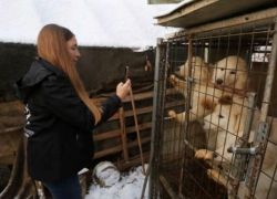 رسميا.. حظر تناول لحوم الكلاب والقطط في الصين
