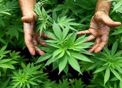 عجوز تزرع "الحشيش" في حجرتها بدار مسنين