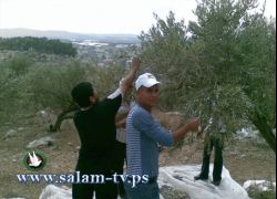 جمعية شباب فلسطين للتنمية تنظم يوم تطوعي لقطف الزيتون في إكتابا