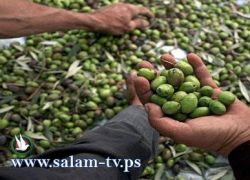 صحيفة: الأردن يصدر زيتونه لإسرائيل