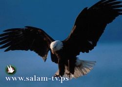 الأمن السعودي "يقبض" على نسر يعمل لصالح "الموساد
