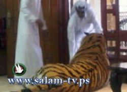 نمر هارب يثير الذعر فى شوارع العاصمة القطرية الدوحة