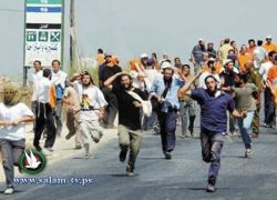 اكثر من 150 مستوطنا يقتحمون منطقة وادي ابو القمرة في دورا جنوب الخليل