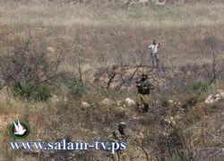 مستوطنون يقتلعون 176 كرم عنب في حلحول بالخليل
