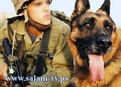 دولة الكلاب : 385 ألف كلب تعيش في إسرائيل !!