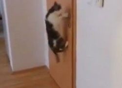 بالفيديو : قطه تفتح الابواب بطريقة احترافية