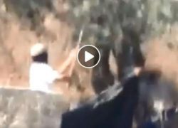 شاهد : مستوطنون يسرقون الزيتون في اراضي بورين قرب نابلس