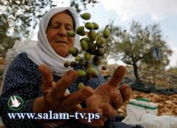 المستوطنين في الضفه بداو بقطف زيتون الفلسطينين