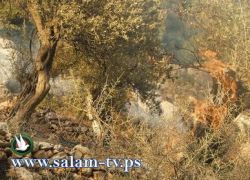 احتراق عشرات الدونمات قرب مخيم الفوار بسبب قنابل الغاز والصوت