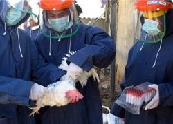 إبادة 100 ألف دجاجة شمال إسرائيل بسبب تفشي أنفلونزا الطيور