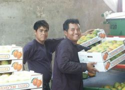 جنود الاحتلال يسرقون العمال الاجانب تحت تهديد السلاح