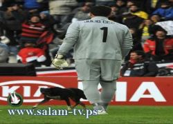 بالصور:كلب يتسلل إلى الملعب ويوقف المباراة بين البرازيل وفنزويلا
