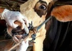 الزراعة توضح بشأن احتواء مرض الحمى القلاعية