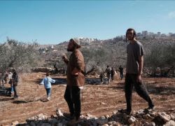 مستوطنون يهاجمون قاطفي الزيتون ويستولون على جرار زراعي في برقة بنابلس