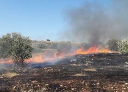 حريق يلتهم أكثر من 20 شجرة زيتون في جنين