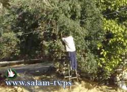 طولكرم - ورشة عمل حول الإهتمام بشجرة الزيتون