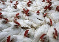 الاجهزة الامنية تفرض حصارا على بلعا بعد اكتشاف حالات انفلونزا الطيور