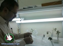 جامعة خضوري تجري أبحاث حول مرض "عين الطاووس"الذي يصيب أشجار الزيتون في فلسطين