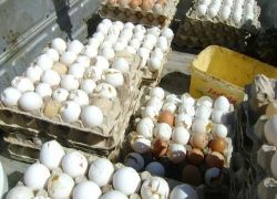 الشرطة تقبض على تاجر يسوّق بيضا فاسدا شمال غرب رام الله