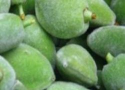اللوز الأخضر والرجيم.. حقائق صحية