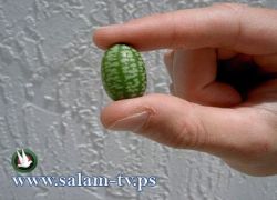 بالصور :أصغر بطيخ بالعالم حجمه أصغر بـ 20 مرة من العادي