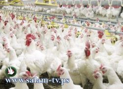 تجار الدواجن بالخليل يطالبون فياض بزيادة عدد أفراد الضابطة الجمركية