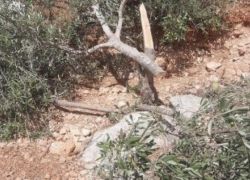 مستوطنون يقطعون 21 شجرة زيتون في المغير شرق رام الله