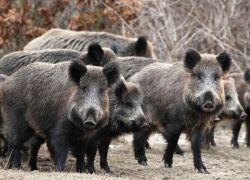 طولكرم : اطلاق حملة لمكافحة الخنازير البرية ابتداءً من مساء اليوم الثلاثاء